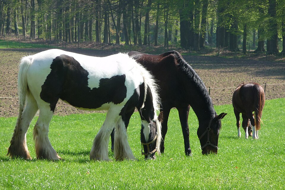 Horses in pasture